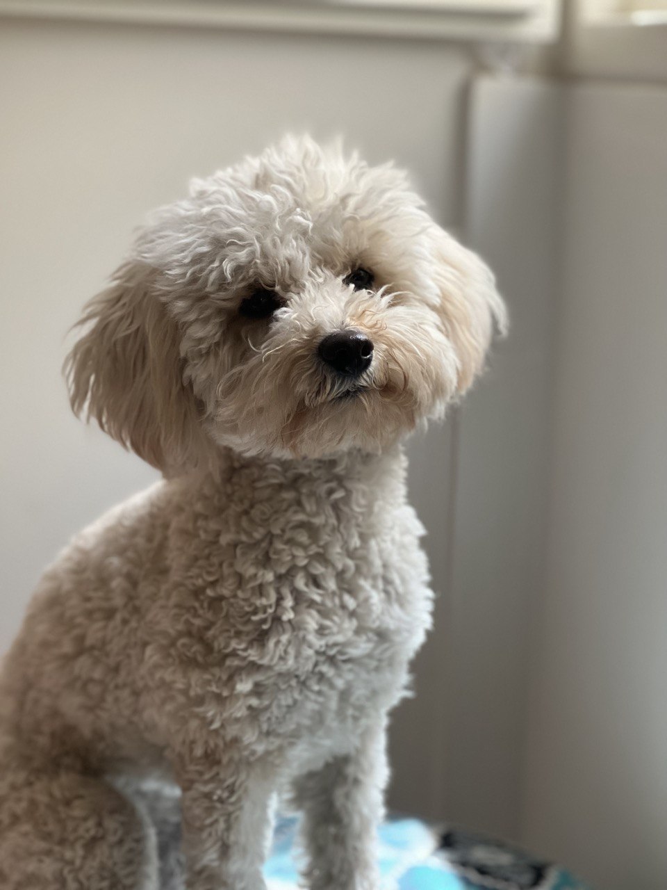 Darchin the mini poodle